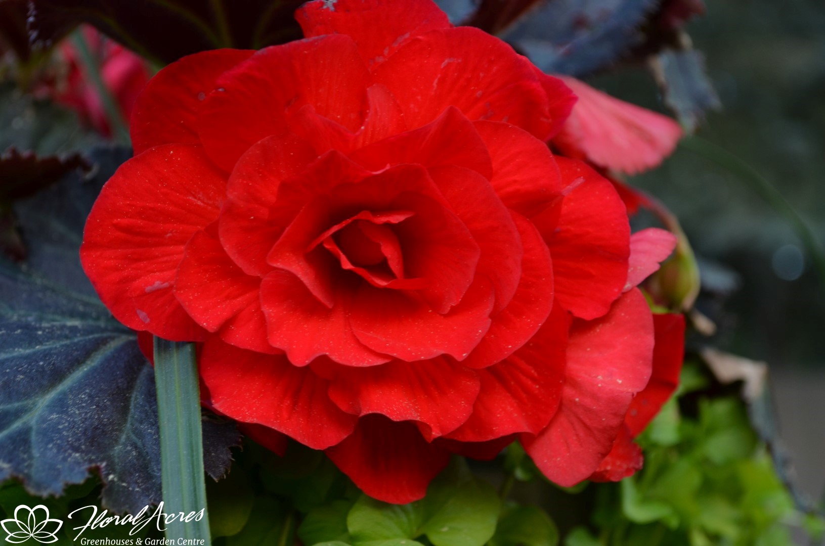 Begonia Non Stop Mocca Red Floral Acres